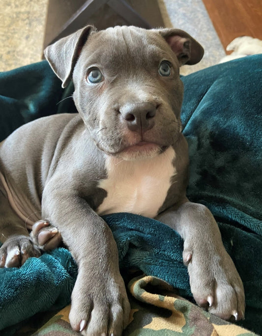 The Dog That Inspired a Coffee Brand: Prince’s Story